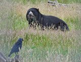   Andean (Paddington) bear and jackdaw