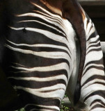  Okapi posterior 