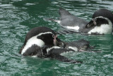 Humboldt Penguins