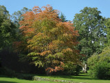 Autumnal leaves Plas Newydd