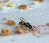 Wasp finishing off our cakes