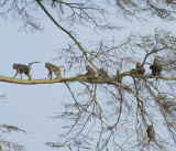  Yellow Baboons setting off foraging