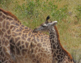 Masai Giraffe baby with adult