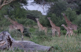 Masai Giraffe family from my tent in the morning