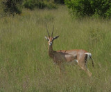 Female Grants Gazelle