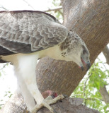 Juvenile Martial Eagle feeding