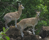 Kenyan Klipspringers