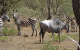 Blue wildebeest and zebra