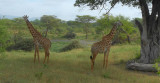 Masai Giraffe