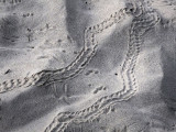 Lizard and other tracks in the sand