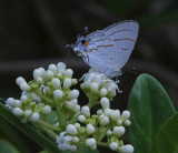 Pea Blue butterfly maybe