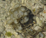  Rock Pool on reef_soft coral maybe