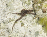  Stinger maybe in rock pool on reef