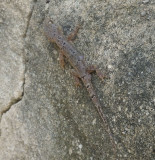 DSCF0328 Small Gecko.JPG