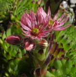 Sempervivum Mountain House Leek at Allmendhubel