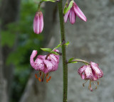 Pink spotted Martagon lily maybe_Murren