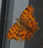 Comma butterfly trapped in cablecar station at Lauterbrunnen