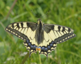 Swallowtail butterfly_Niederhorn