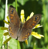 Large Wall Brown butterfly_Murren