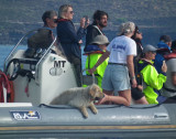 Dog trained to sniff whale poo (for research)