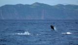 Striped Dolphin jumping