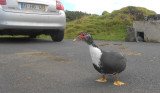 Muscovy Duck in car park by lake