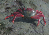 Marbled Shore Crab Pico