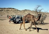 Encounter with a camel, Fossil Valley (Jebel Huwayah)