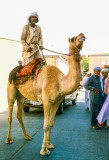 A lone Bedu rides into Al Ain
