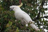 Sulphur-crested cockatoo