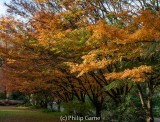 Autumn in the George Tindale Memorial Gardens, Sherbrooke, Dandenong Ranges, Victoria