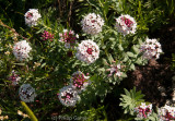 Wildflowers around the rim of the Uran Uul extinct volcano, northern Mongolia