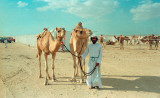 Camels with their owner at a race track outside Abu Dhabi, UAE