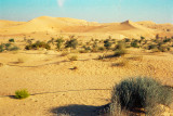 Desert irrigation project, Al Ain, UAE