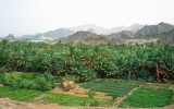An oasis at Masfut, below the Hajjar