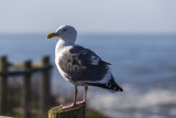 Seagull at Boiler Bay