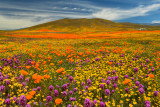 CA - Antelope Valley 1.jpg