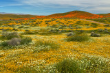 CA - Antelope Valley 4.jpg