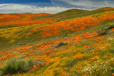 CA - Antelope Valley 5.jpg