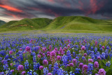 Spring Wildflowers 2019