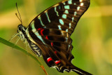 Black Swordtail 3.jpg