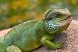 Chinese Water Dragon 2.jpg