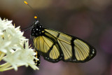 Giant Glass Wing 2.jpg