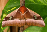 Giant Silk Moth.jpg