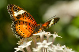 Leopard LaceWing 4.jpg