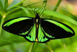 New Guinea Birdwing 3.jpg
