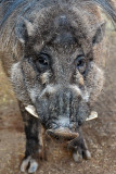 Wart Hog.jpg