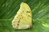 White Morpho 1.jpg