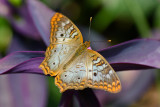 White Peacock 11.jpg