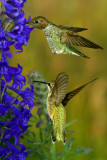 Hummingbird 20.jpg